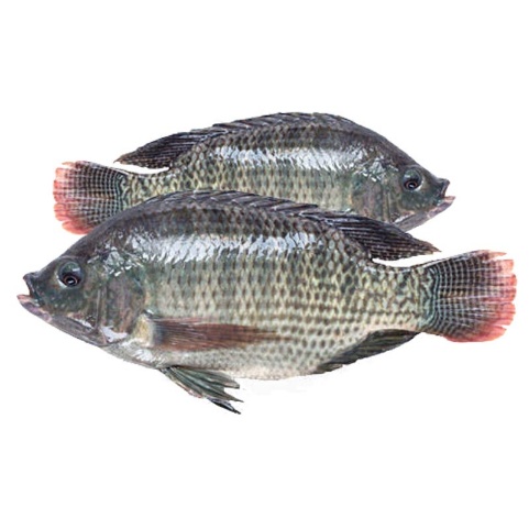 Tilapia